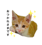 今日のきなこスタンプ（個別スタンプ：5）