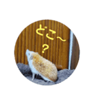 いつも元気だよ（個別スタンプ：3）