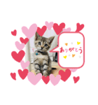 黒猫メロンくんとキジトラ猫メイちゃん☆10（個別スタンプ：1）