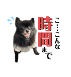 仲間で一緒に①！巨大ポメラニアンと黒猫（個別スタンプ：1）