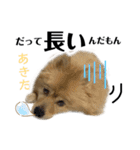 仲間で一緒に①！巨大ポメラニアンと黒猫（個別スタンプ：2）