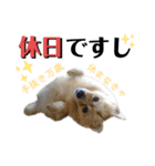仲間で一緒に①！巨大ポメラニアンと黒猫（個別スタンプ：3）