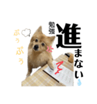 仲間で一緒に①！巨大ポメラニアンと黒猫（個別スタンプ：17）