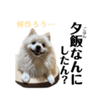 仲間で一緒に①！巨大ポメラニアンと黒猫（個別スタンプ：26）