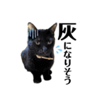 仲間で一緒に①！巨大ポメラニアンと黒猫（個別スタンプ：27）