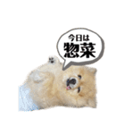 仲間で一緒に①！巨大ポメラニアンと黒猫（個別スタンプ：28）