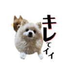 仲間で一緒に①！巨大ポメラニアンと黒猫（個別スタンプ：34）