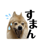 仲間で一緒に①！巨大ポメラニアンと黒猫（個別スタンプ：36）