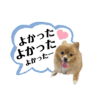 仲間で一緒に①！巨大ポメラニアンと黒猫（個別スタンプ：38）