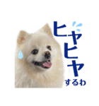 仲間で一緒に①！巨大ポメラニアンと黒猫（個別スタンプ：39）