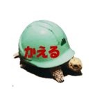KAME（個別スタンプ：1）