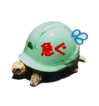 KAME（個別スタンプ：4）