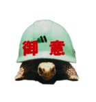 KAME（個別スタンプ：5）