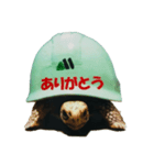 KAME（個別スタンプ：6）