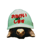 KAME（個別スタンプ：7）