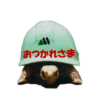 KAME（個別スタンプ：8）