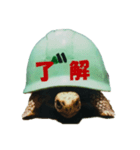 KAME（個別スタンプ：9）