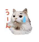 猫のしぃちゃん1（個別スタンプ：1）