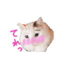 猫のしぃちゃん1（個別スタンプ：2）