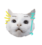 猫のしぃちゃん1（個別スタンプ：3）