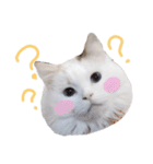 猫のしぃちゃん1（個別スタンプ：4）