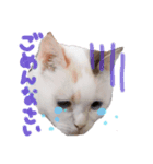 猫のしぃちゃん1（個別スタンプ：5）