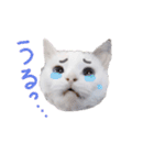 猫のしぃちゃん1（個別スタンプ：6）