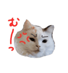 猫のしぃちゃん1（個別スタンプ：7）