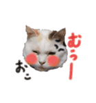 猫のしぃちゃん1（個別スタンプ：8）