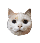 猫のしぃちゃん1（個別スタンプ：11）