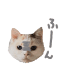 猫のしぃちゃん1（個別スタンプ：12）