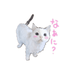 猫のしぃちゃん1（個別スタンプ：13）