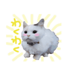 猫のしぃちゃん1（個別スタンプ：14）