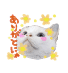 猫のしぃちゃん1（個別スタンプ：15）