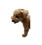 といぷーどるのくう 2（個別スタンプ：26）