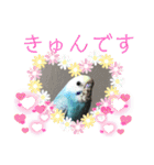 セキセイインコのミィちゃんスタンプ♡♪（個別スタンプ：1）
