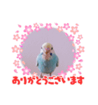 セキセイインコのミィちゃんスタンプ♡♪（個別スタンプ：2）