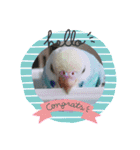 セキセイインコのミィちゃんスタンプ♡♪（個別スタンプ：5）