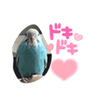 セキセイインコのミィちゃんスタンプ♡♪（個別スタンプ：9）