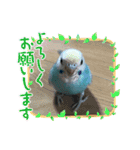 セキセイインコのミィちゃんスタンプ♡♪（個別スタンプ：10）