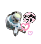 セキセイインコのミィちゃんスタンプ♡♪（個別スタンプ：13）