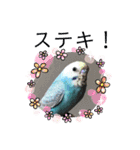セキセイインコのミィちゃんスタンプ♡♪（個別スタンプ：17）