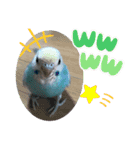 セキセイインコのミィちゃんスタンプ♡♪（個別スタンプ：20）