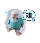 セキセイインコのミィちゃんスタンプ♡♪（個別スタンプ：21）