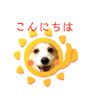ジャックラッセルテリアの宙（個別スタンプ：2）