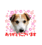 ジャックラッセルテリアの宙（個別スタンプ：8）