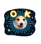 ジャックラッセルテリアの宙（個別スタンプ：11）