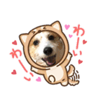 ジャックラッセルテリアの宙（個別スタンプ：17）