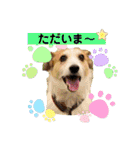 ジャックラッセルテリアの宙（個別スタンプ：31）