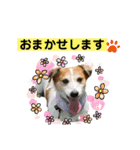 ジャックラッセルテリアの宙（個別スタンプ：32）